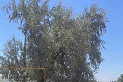 518270371 2085403438656771 5617346519185595144 n